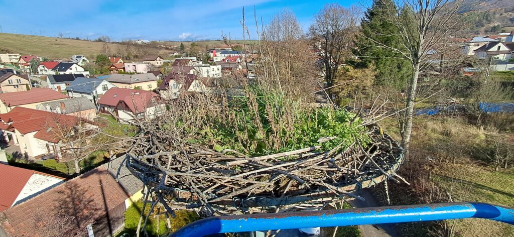 Bocianie hniezdo pred vyčistením