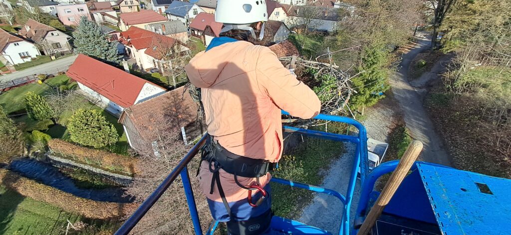 Čistenie bocianieho hniezda
